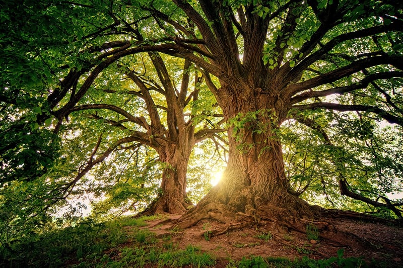 Enchanted Forest Haven